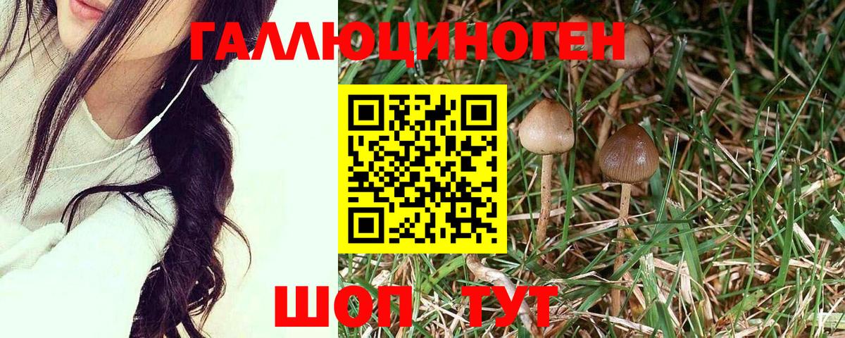 Липецк  Псилоцибиновые грибы Psilocybe  Вход с VPN  Псилоцибиновые грибы GOLDEN TEACHER 